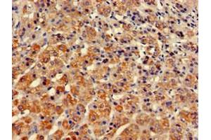 Immunohistochemistry of paraffin-embedded human adrenal gland tissue using ABIN7171259 at dilution of 1:100 (STXBP3 antibody  (AA 266-528))
