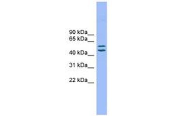 TM7SF2 抗体  (AA 35-84)