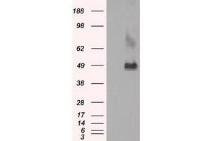 Western Blotting (WB) image for anti-Lysyl Oxidase (LOX) (AA 22-168) antibody (ABIN1491216) (LOX antibody  (AA 22-168))