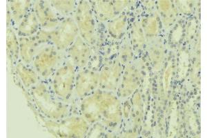 ABIN6277756 at 1/100 staining Mouse kidney tissue by IHC-P. (MFN1 antibody  (Internal Region))