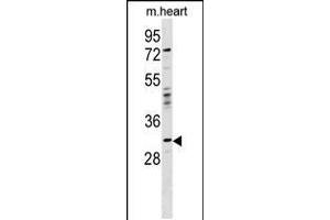 Western blot analysis in mouse heart tissue lysates (35ug/lane). (OTP antibody  (AA 88-115))