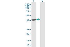 Western Blot analysis of TRUB1 expression in transfected 293T cell line by TRUB1 MaxPab polyclonal antibody.