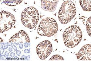 Immunohistochemical analysis of paraffin-embedded mouse testis tissue. (EFHD1 antibody)