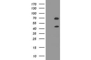 Image no. 1 for anti-tRNA Methyltransferase 2 Homolog A (TRMT2A) antibody (ABIN1501521) (TRMT2A antibody)