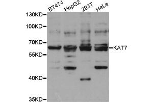 Western blot analysis of extracts of various cell lines, using KAT7 antibody (ABIN5973437) at 1/1000 dilution. (MYST2 antibody)
