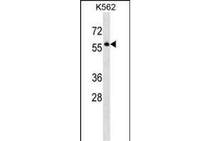 SEPT8 Antibody (C-term) (ABIN1537290 and ABIN2848521) western blot analysis in K562 cell line lysates (35 μg/lane). (Septin 8 antibody  (C-Term))