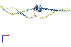 Macrophage Scavenger Receptor 1 Protein (MSR1) (AA 1-451) (His tag)