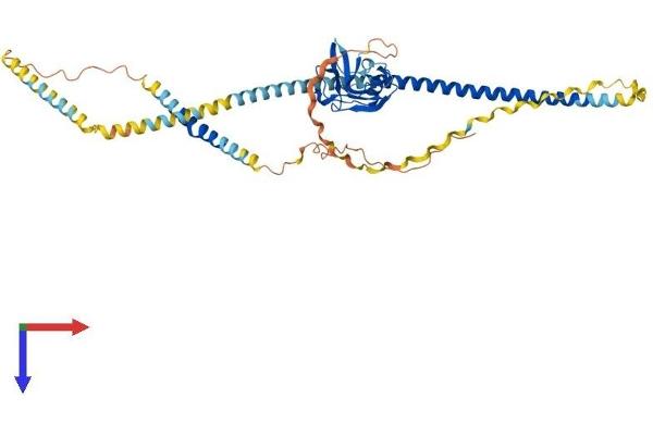 Macrophage Scavenger Receptor 1 Protein (MSR1) (AA 1-451) (His tag)