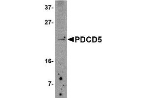 Western Blotting (WB) image for anti-Programmed Cell Death 5 (PDCD5) (N-Term) antibody (ABIN1031507)