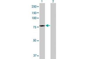 Western Blot analysis of NCL expression in transfected 293T cell line by NCL MaxPab polyclonal antibody. (Nucleolin antibody  (AA 1-710))