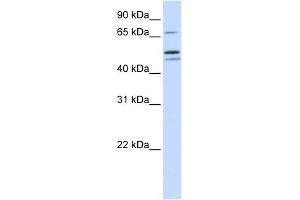 EARS2 antibody used at 1 ug/ml to detect target protein. (EARS2 antibody)