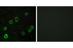 Peptide - +Immunofluorescence analysis of LOVO cells, using ADORA2A antibody.