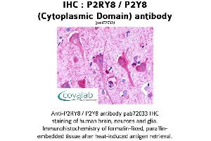 Image no. 1 for anti-Purinergic Receptor P2Y, G-Protein Coupled, 8 (P2RY8) (1st Cytoplasmic Domain) antibody (ABIN1737769) (P2RY8 antibody  (1st Cytoplasmic Domain))