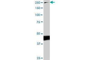 Western Blotting (WB) image for anti-Talin 1 (TLN1) (AA 1052-1149) antibody (ABIN520958)