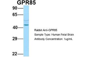 anti-G Protein-Coupled Receptor 85 (GPR85) (N-Term) antibody