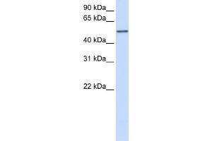 WB Suggested Anti-CYP3A43 Antibody Titration:  0.