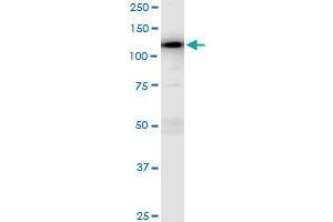 Immunoprecipitation of MAP3K13 transfected lysate using anti-MAP3K13 MaxPab rabbit polyclonal antibody and Protein A Magnetic Bead , and immunoblotted with MAP3K13 purified MaxPab mouse polyclonal antibody (B01P) . (MAP3K13 antibody  (AA 1-966))