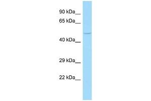 WB Suggested Anti-FLOT1 Antibody Titration: 1. (Flotillin 1 antibody  (Middle Region))