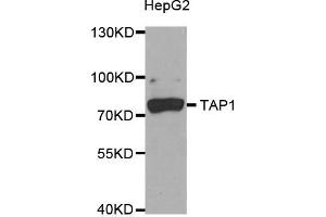 Western Blotting (WB) image for anti-Transporter 1, ATP-Binding Cassette, Sub-Family B (MDR/TAP) (TAP1) antibody (ABIN1882340) (TAP1 antibody)