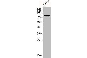 Western Blot analysis of Jurkat cells using CUL-2 Polyclonal Antibody (Cullin 2 antibody  (C-Term))
