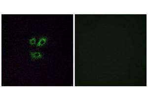Immunofluorescence (IF) image for anti-Olfactory Receptor, Family 2, Subfamily Y, Member 1 (OR2Y1) (Internal Region) antibody (ABIN1853226) (OR2Y1 antibody  (Internal Region))
