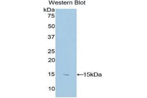 Western Blotting (WB) image for anti-S100 Calcium Binding Protein B (S100B) (AA 1-92) antibody (ABIN1173174) (S100B antibody  (AA 1-92))