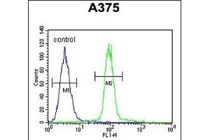 ACF Antibody (C-term) (ABIN654627 and ABIN2844324) flow cytometric analysis of  cells (right histogram) compared to a negative control cell (left histogram). (A1CF antibody  (C-Term))