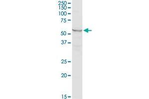 MARS2 MaxPab rabbit polyclonal antibody. (MARS2 antibody  (AA 1-593))