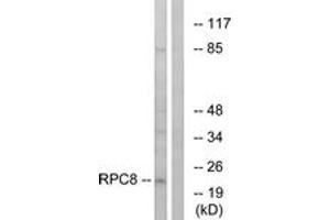 Western blot analysis of extracts from K562 cells, using RPC8 Antibody.