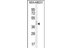 IRF1 Antibody (C-term) (ABIN655067 and ABIN2844697) western blot analysis in MDA-M cell line lysates (35 μg/lane).