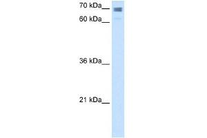 Calmegin antibody used at 2. (Calmegin antibody  (N-Term))