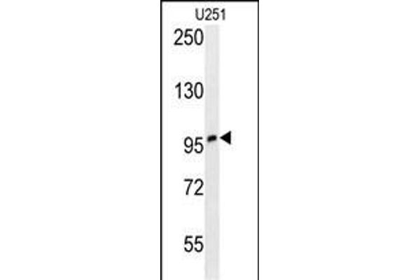 ZNF197 antibody  (N-Term)