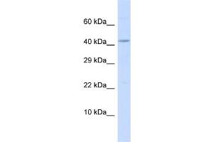 Host:  Rabbit  Target Name:  BM Sample Type:  MCF7 Whole Cell lysates  Antibody Dilution:  1. (BMP10 antibody  (C-Term))