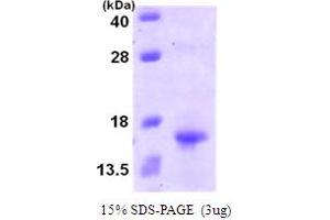 SDS-PAGE (SDS) image for Chemokine (C Motif) Ligand 1 (XCL1) (AA 22-114) protein (His tag) (ABIN667105)