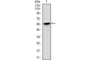 Western Blotting (WB) image for anti-BPI Fold Containing Family B, Member 1 (BPIFB1) antibody (ABIN1845781)