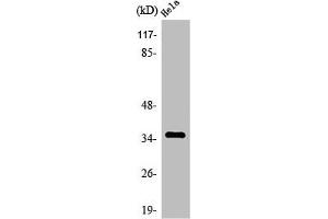 Western Blot analysis of MCF7 cells using Olfactory receptor 4C13 Polyclonal Antibody (OR4C13 antibody  (C-Term))