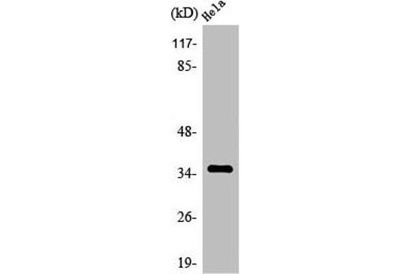 OR4C13 抗体  (C-Term)