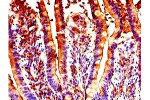 IHC image of ABIN7154765 diluted at 1:300 and staining in paraffin-embedded human small intestine tissue performed on a Leica BondTM system. (GUCA2B antibody  (AA 37-112))