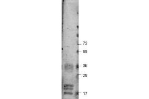 Image no. 1 for anti-Vascular Endothelial Growth Factor A (VEGFA) antibody (ABIN1104977)