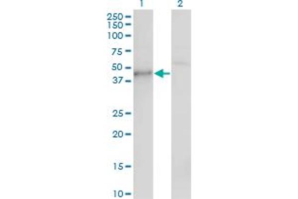 CSNK1G1 antibody  (AA 293-393)