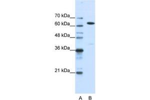 Western Blotting (WB) image for anti-Nuclear RNA Export Factor 1 (NXF1) antibody (ABIN2462207) (NXF1 antibody)