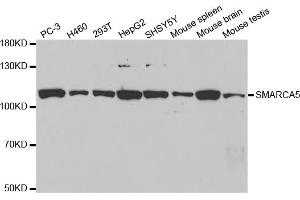 Western blot analysis of extracts of various cell lines, using SMARCA5 antibody (ABIN5971042) at 1/1000 dilution. (SMARCA5 antibody)