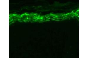 Immunohistochemistry analysis using Mouse Anti-Nav1. (SCN9A antibody  (AA 1751-1946) (FITC))