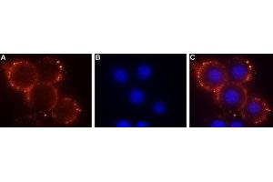Expression of Sphingosine 1-phosphate receptor 1 in mouse 3T3 cells - Cell surface detection of Sphingosine 1-phosphate receptor 1 in mouse live 3T3 cells. (S1PR1 antibody  (Extracellular, N-Term))