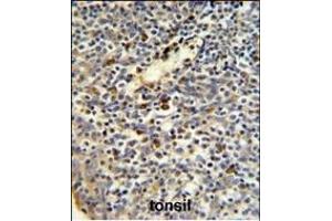 FKBP11 Antibody (N-term) (ABIN390761 and ABIN2841018) IHC analysis in formalin fixed and paraffin embedded human tonsil tissue followed by peroxidase conjugation of the secondary antibody and DAB staining. (FKBP11 antibody  (N-Term))