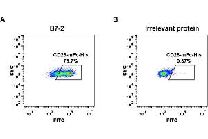 Flow Cytometry (FACS) image for CD28 (CD28) (AA 19-152) protein (mFc-His Tag) (ABIN6961087)