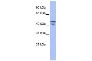 WB Suggested Anti-PRMT2 Antibody Titration:  0. (PRMT2 antibody  (Middle Region))
