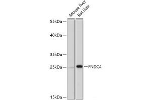Western blot analysis of extracts of various cell lines using FNDC4 Polyclonal Antibody at dilution of 1:1000. (FNDC4 antibody)