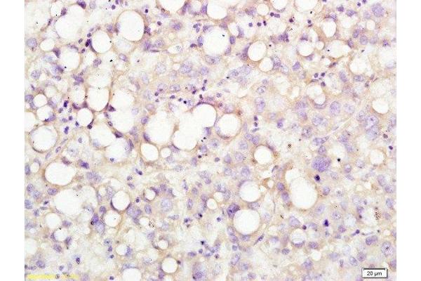 USP1 antibody  (AA 701-785)
