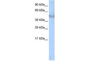 WB Suggested Anti-KRT14 Antibody Titration:  1. (KRT14 antibody  (C-Term))